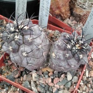 Copiapoa griseo-vilacea -cube-7cm-прихована підщепа-