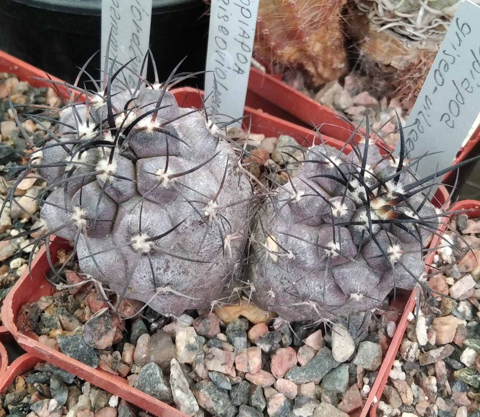 Copiapoa griseo-vilacea -cube-7cm-прихована підщепа-
