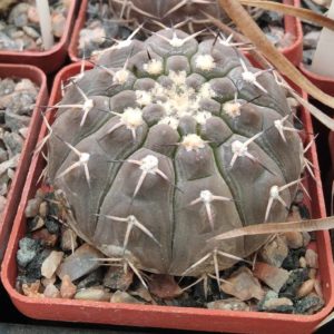Gymnocalycium guasayense KP258 -cube-6cm-