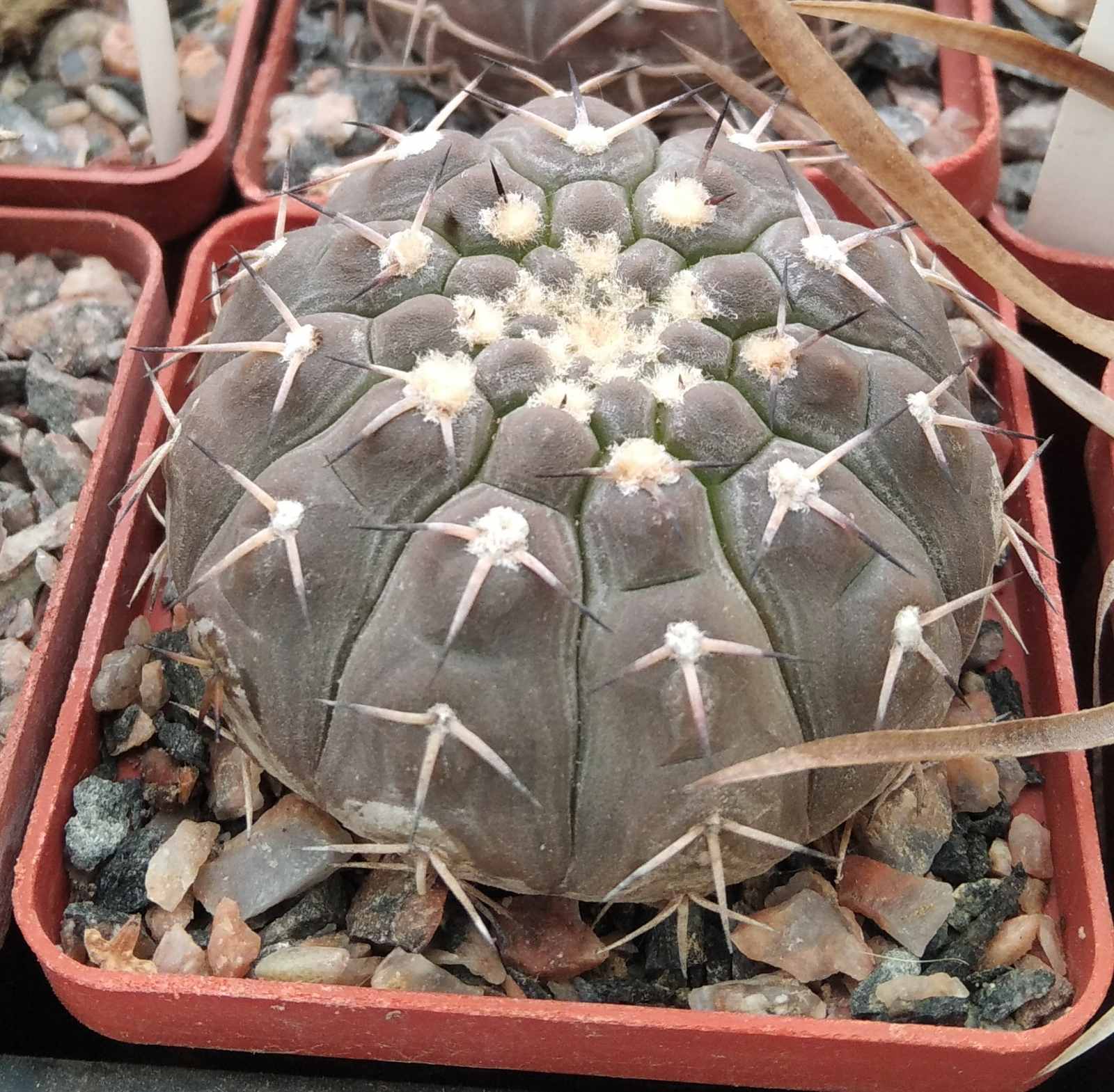 Gymnocalycium guasayense KP258 -cube-6cm-