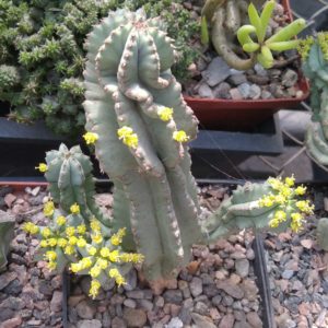 Euphorbia fruticosa f. inermis -рідкість- пагони на зріз-