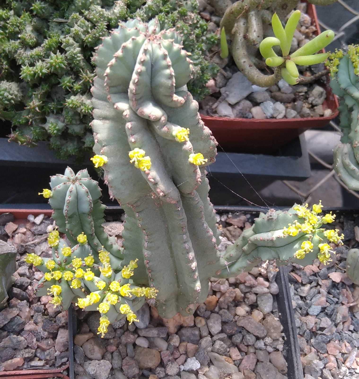 Euphorbia fruticosa f. inermis -рідкість- пагони на зріз-