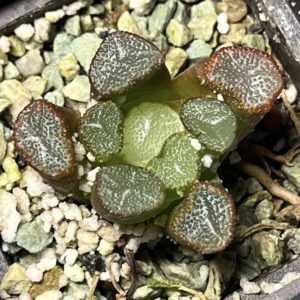 haworthia maughanii fugaku