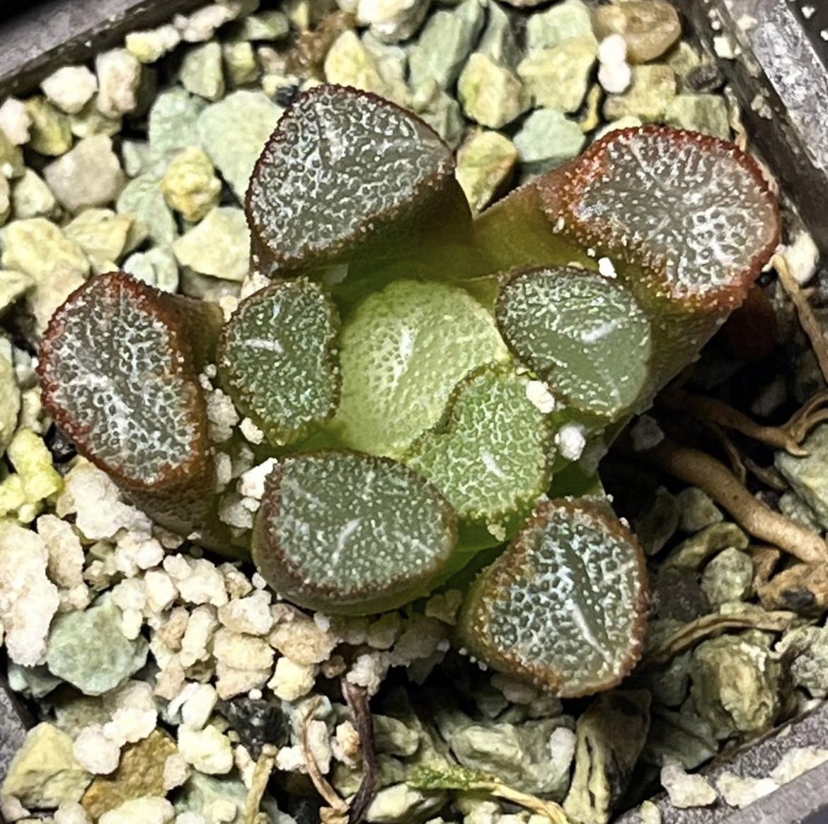 haworthia maughanii fugaku