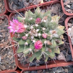 Mammillaria saxicola ML45 - сube-5cm-