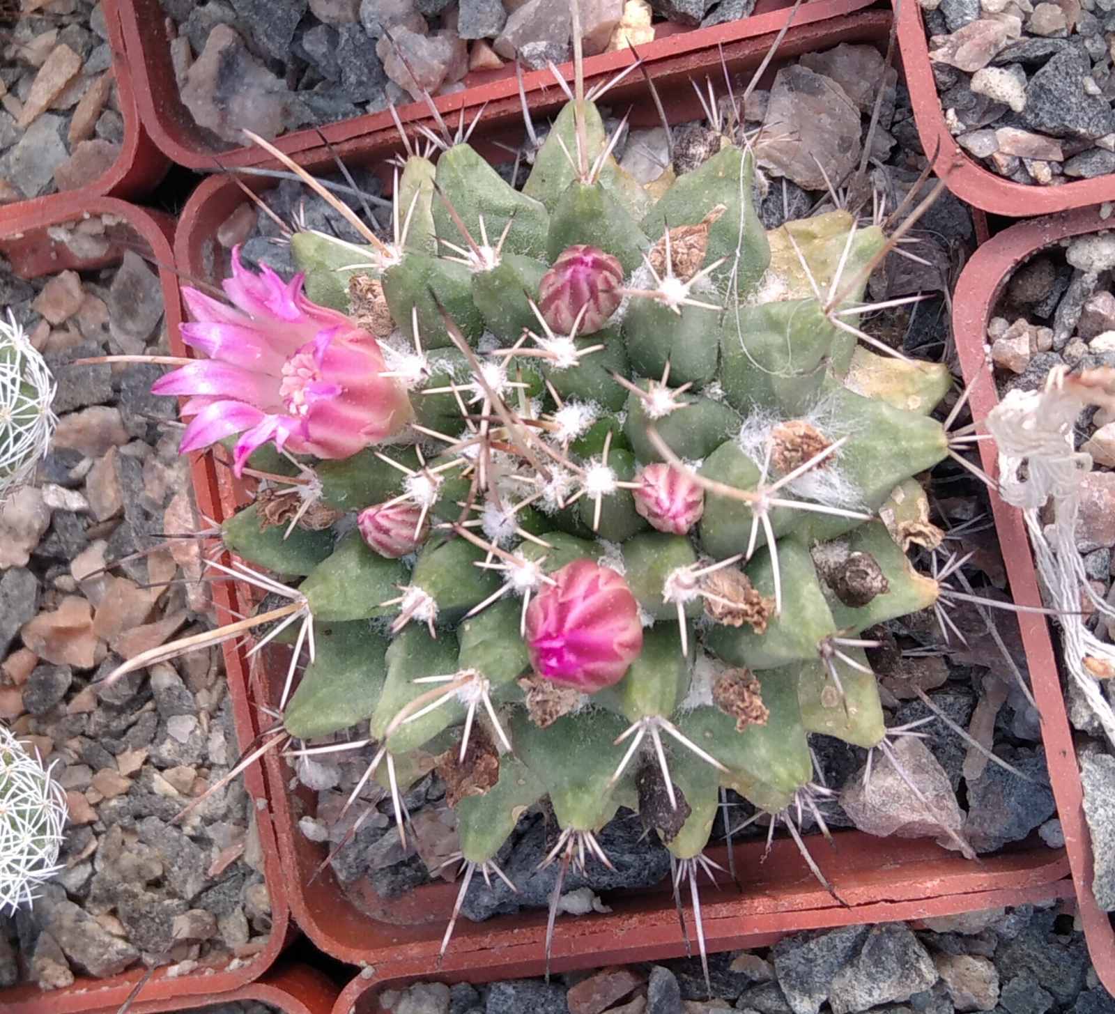 Mammillaria saxicola ML45 - сube-5cm-