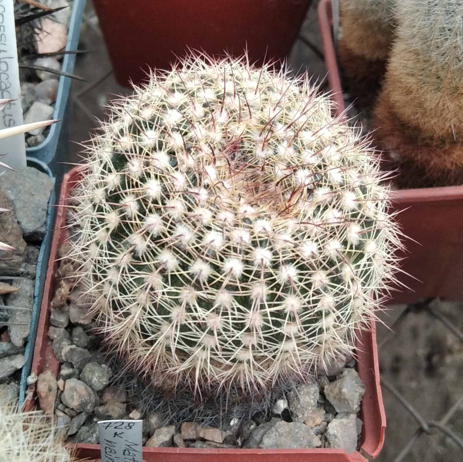 Notocactus winkleri -MG- cube-7cm-