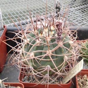 Gymnocalycium mazanense v. polycephalum P223 -cube-7cm-