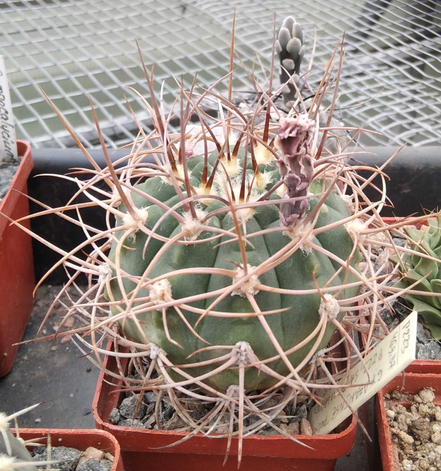 Gymnocalycium mazanense v. polycephalum P223 -cube-7cm-