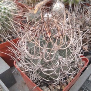 Astrophytum senile v. aureiflorum -Koehres-cube-8cm-