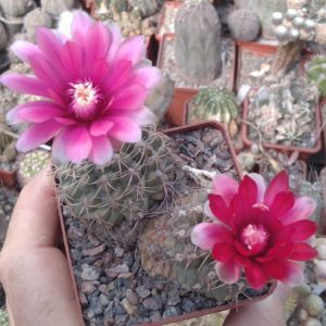 Gymnocalycium baldianum -двійня- сube-7cm-
