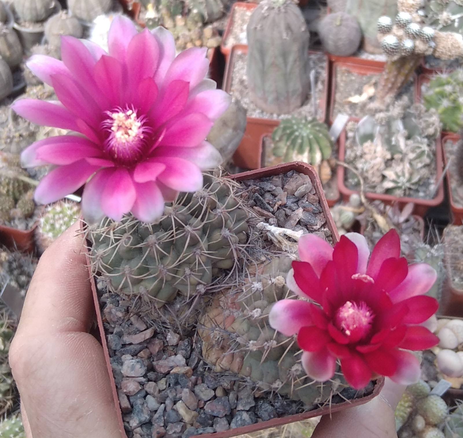Gymnocalycium baldianum -двійня- сube-7cm-
