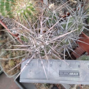 Grusonia invicta SB1267 -пагін під зріз -