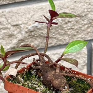 monadenium rubellum
