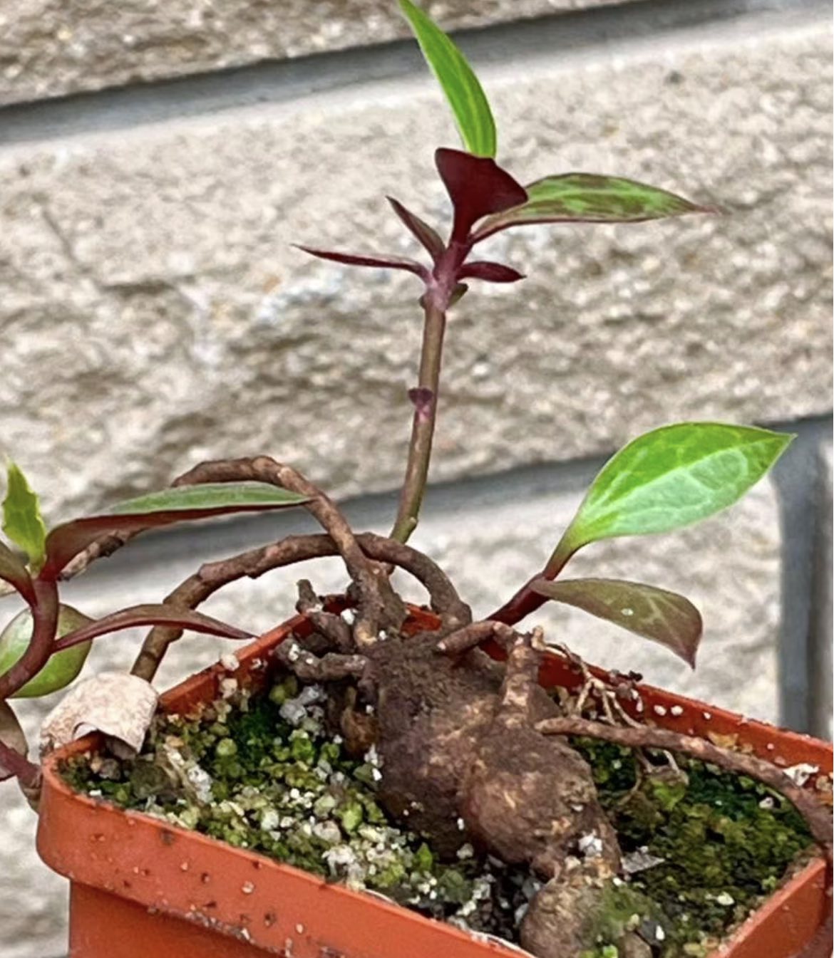 monadenium rubellum