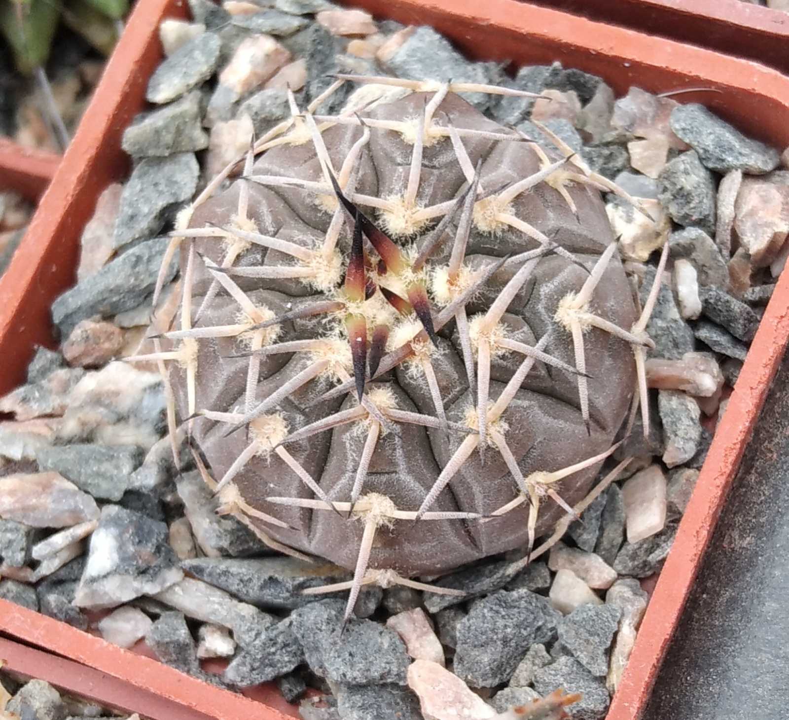 Gymnocalycium riojense v. paucispinum -cube-5cm-
