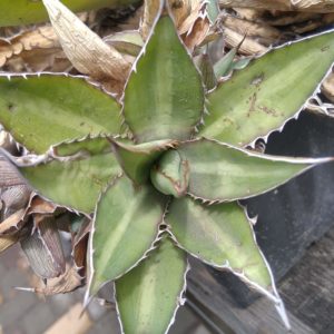 Agave lophantha v. splendida - пагін-