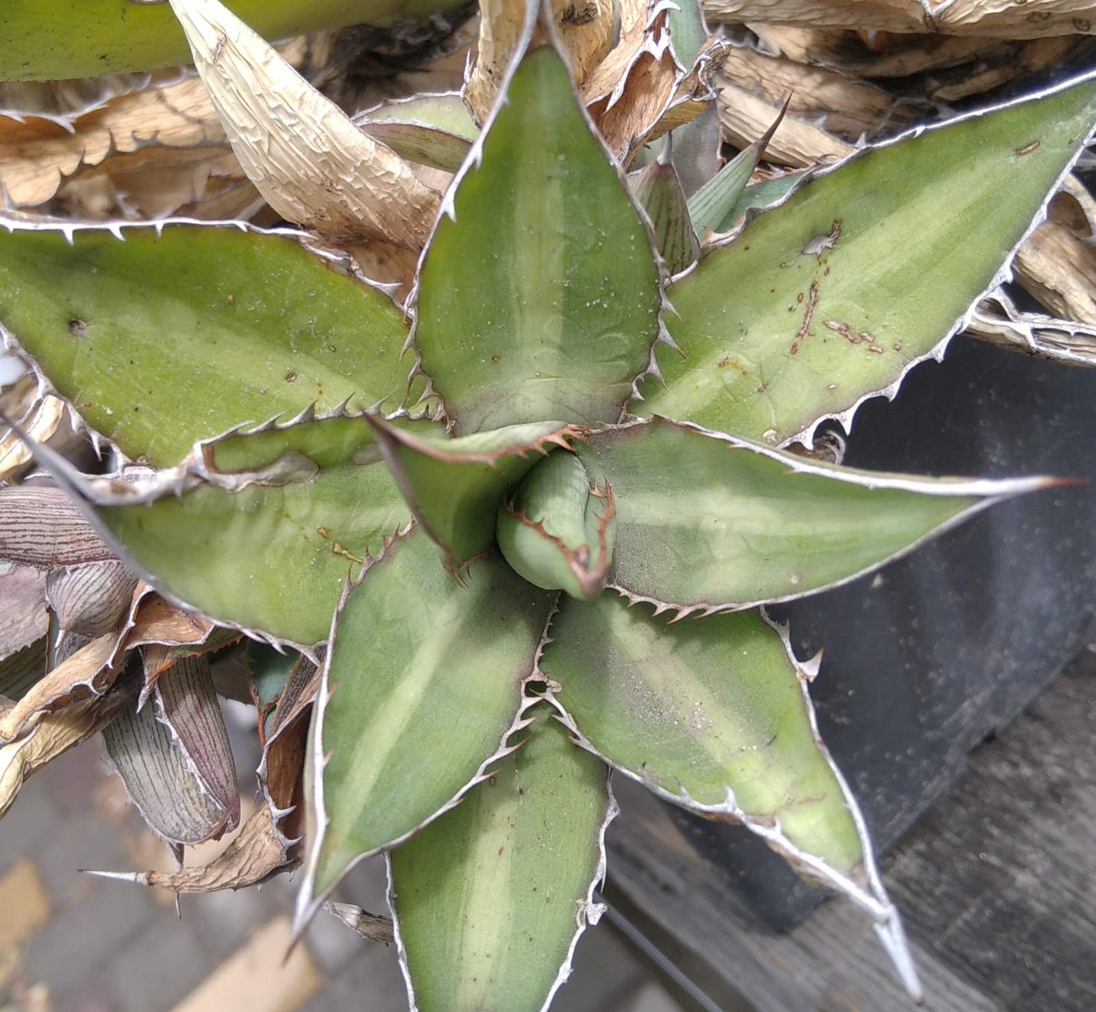 Agave lophantha v. splendida - пагін-