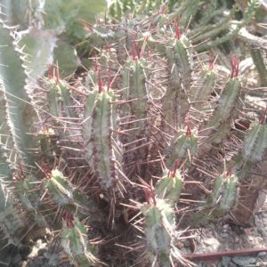 Euphorbia pillansii -компактна кущова форма- пагони на зріз-