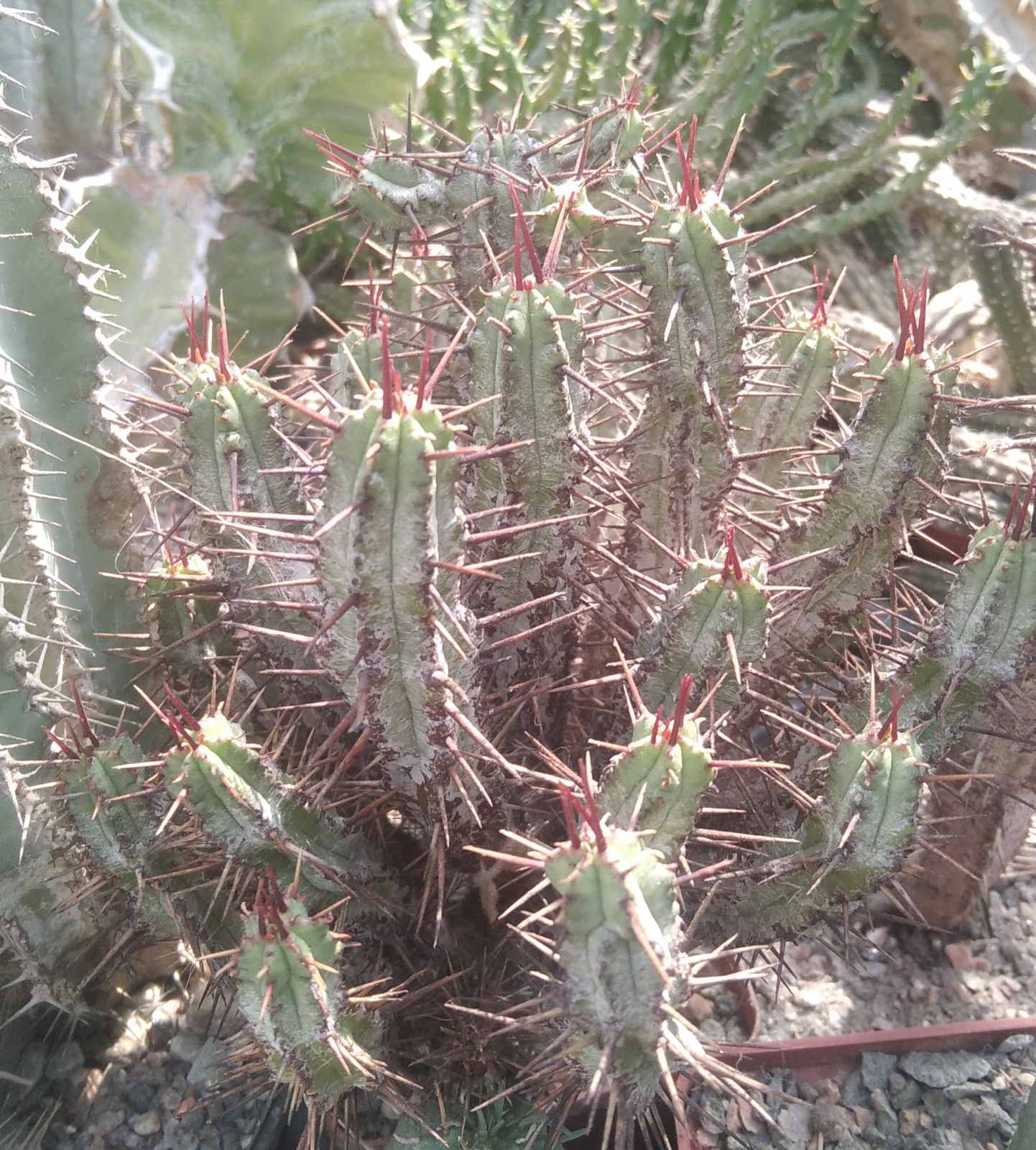 Euphorbia pillansii -компактна кущова форма- пагони на зріз-