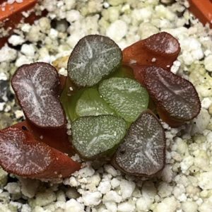 haworthia maughanii fugaku