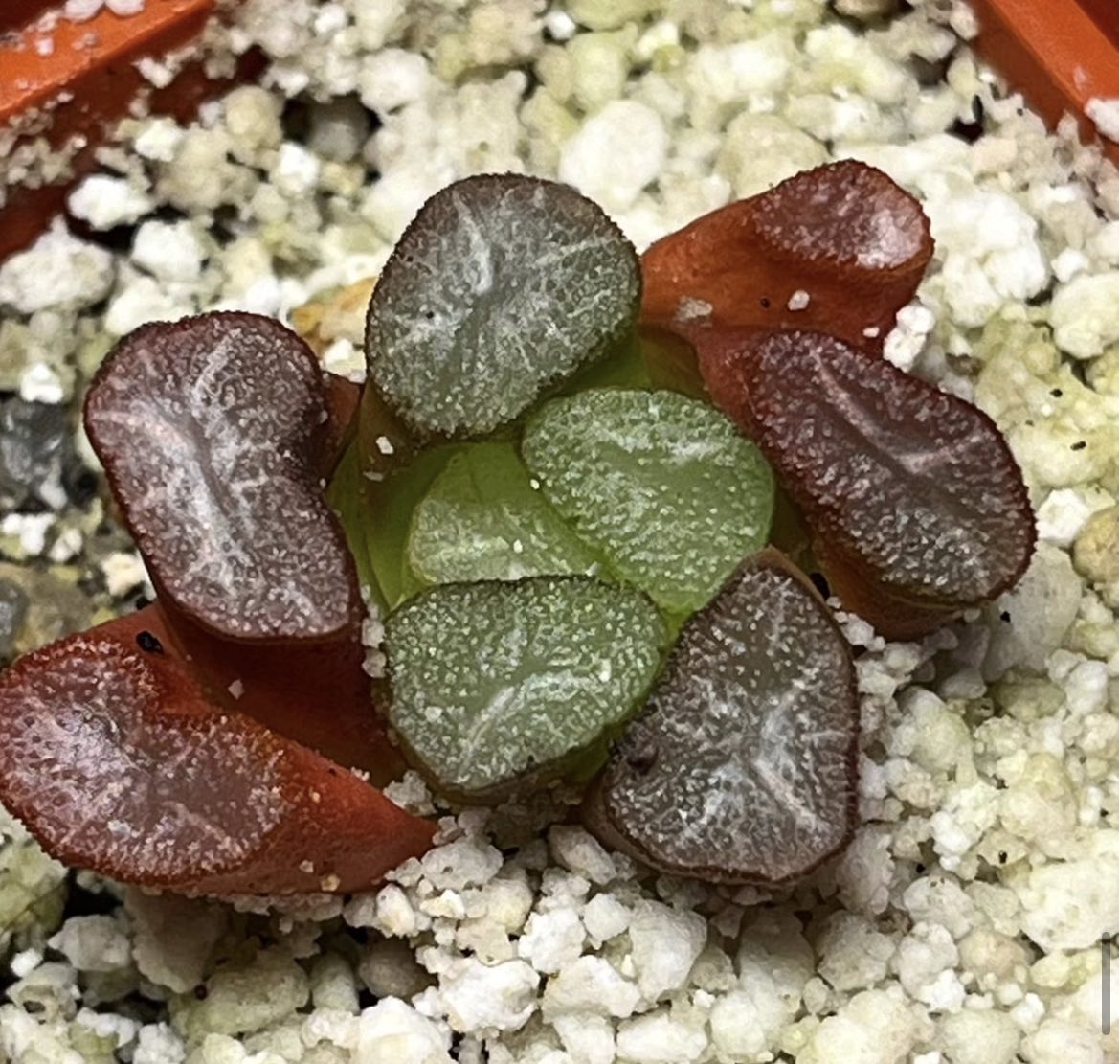 haworthia maughanii fugaku