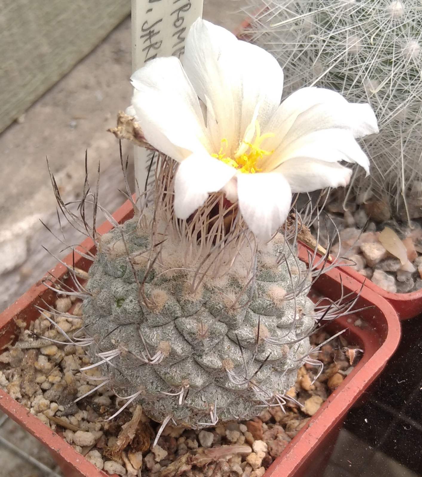 Strombocactus discoformis v. minimus -cube-5cm-біля 25років-