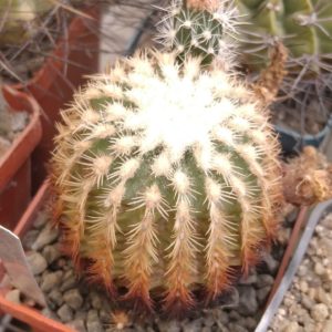 Echinocereus carmenensis SB1476 -cube-6cm- collection-