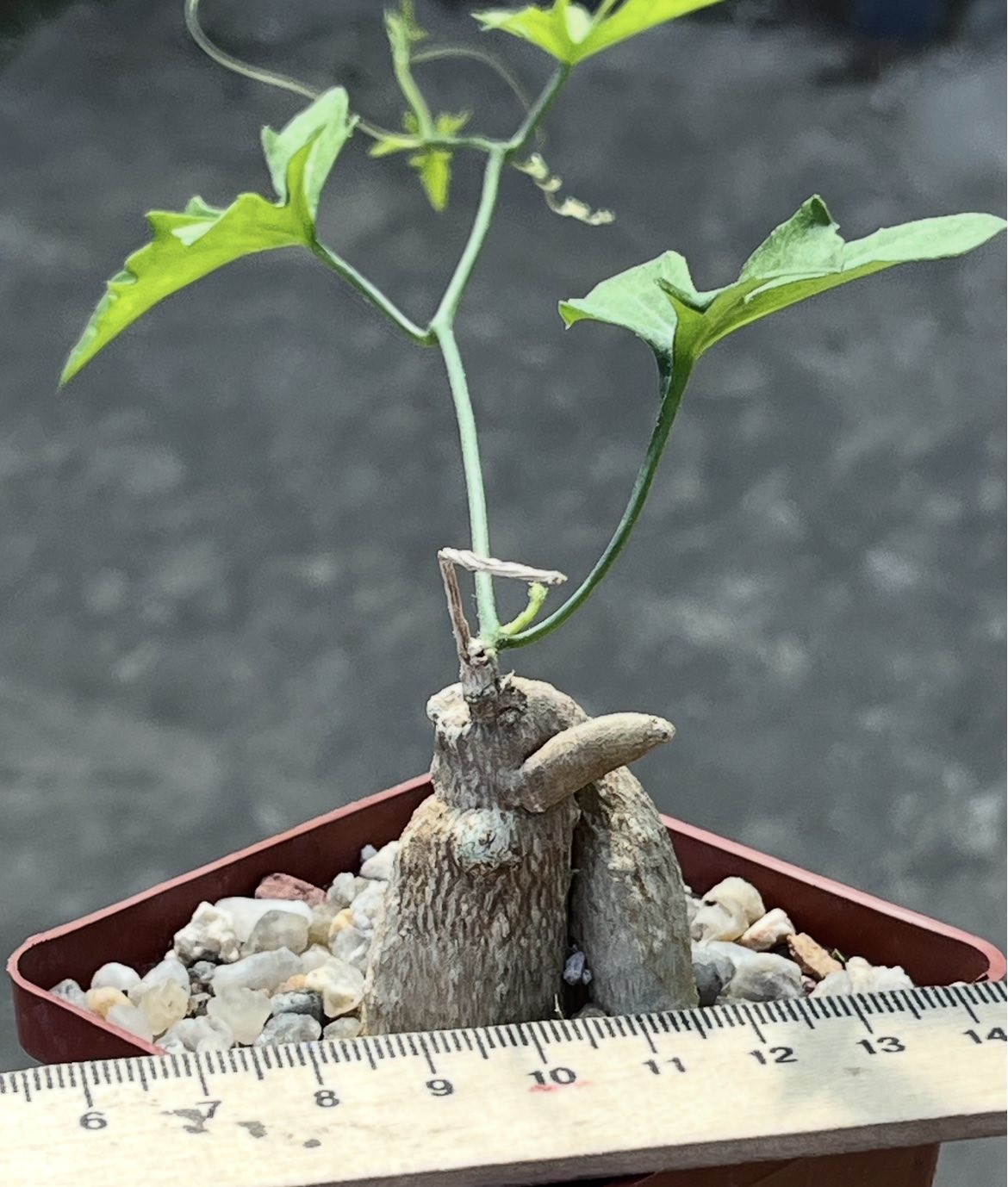 ibervillea tenuisecta