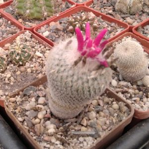 Epithelantha micromeris -cube-6cm-