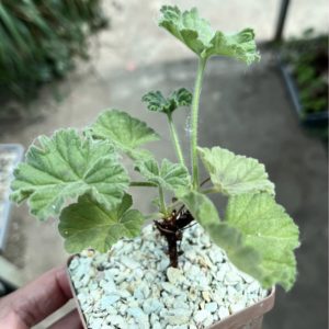pelargonium mollicomum