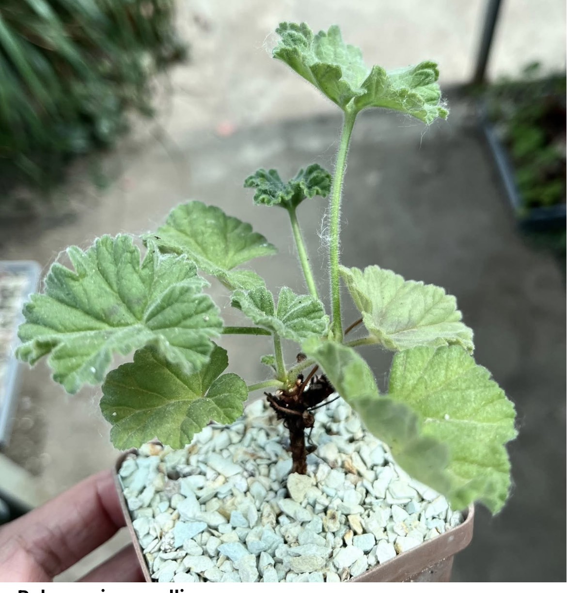 pelargonium mollicomum