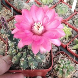 Gymnocalycium baldianum -cube-7cm-
