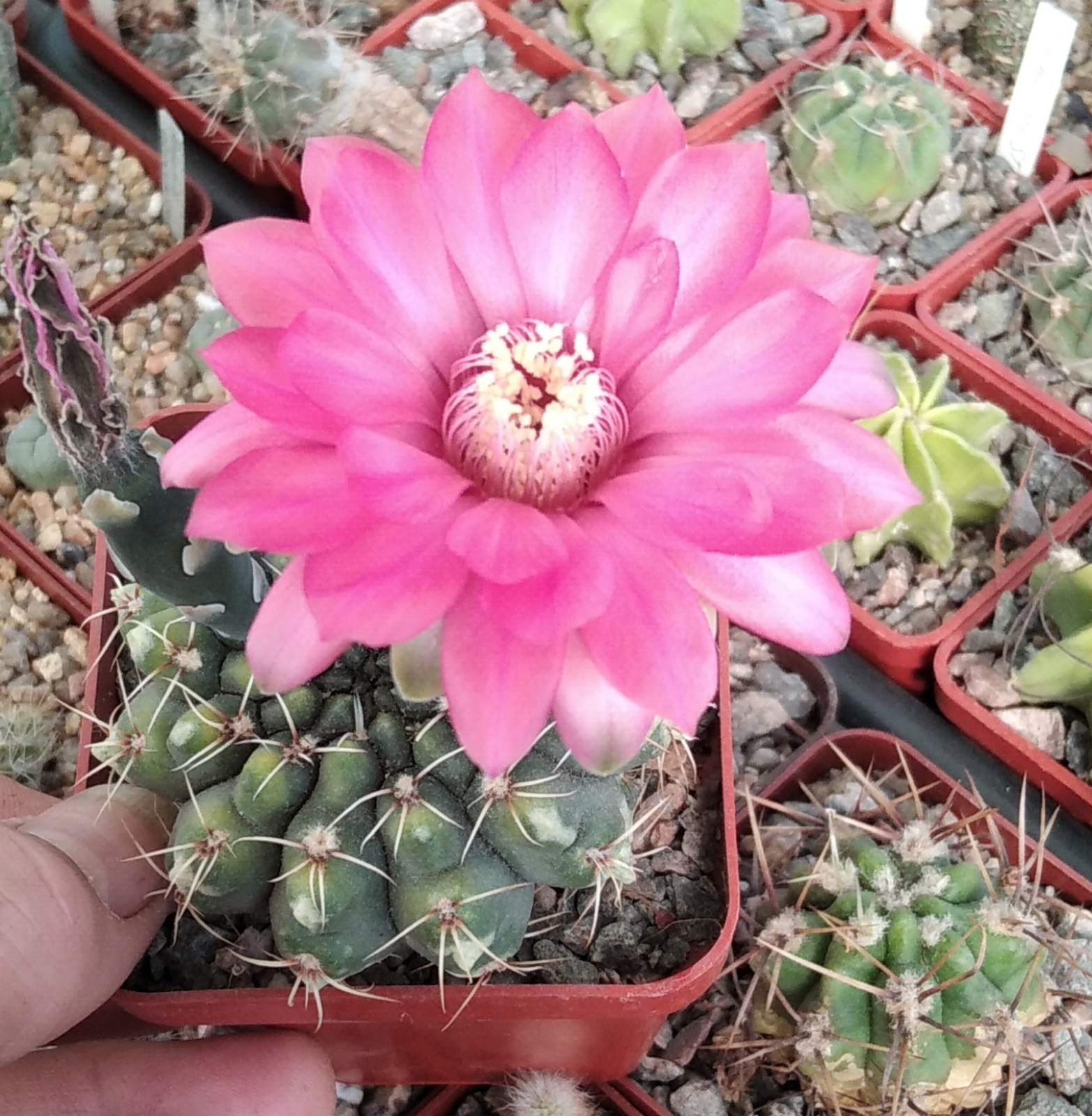 Gymnocalycium baldianum -cube-7cm-