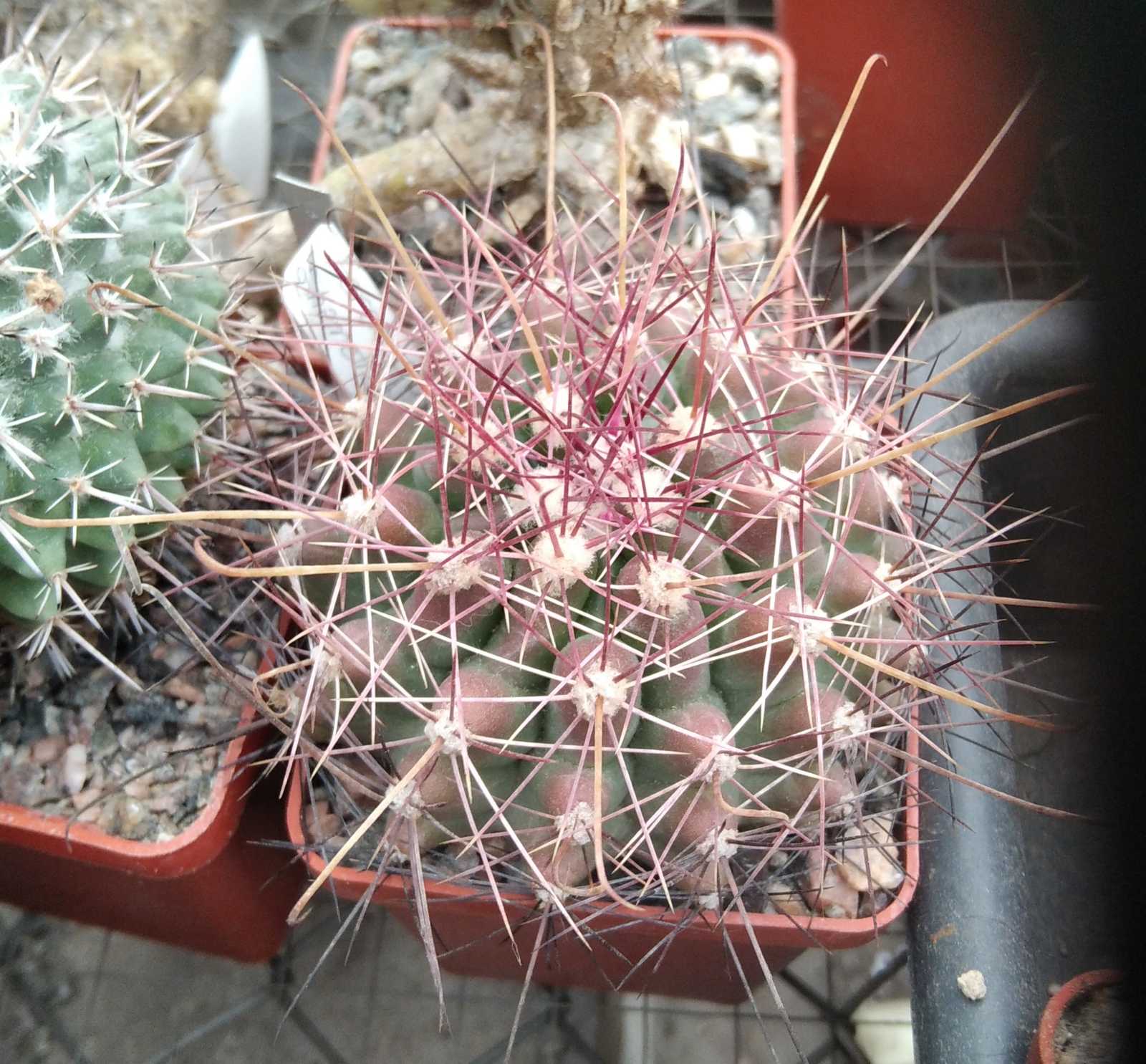 Ferocactus hamathacanthus GL150 cube-6cm-