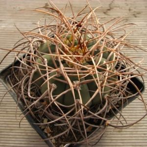 Gуmnocalycium armatum VS300 -cube-12cm- 25+years-