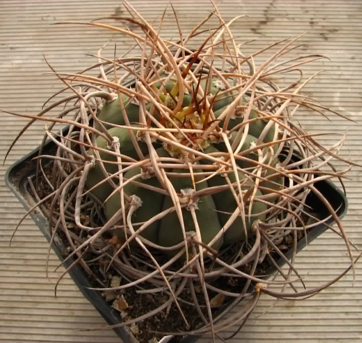 Gуmnocalycium armatum VS300 -cube-12cm- 25+years-