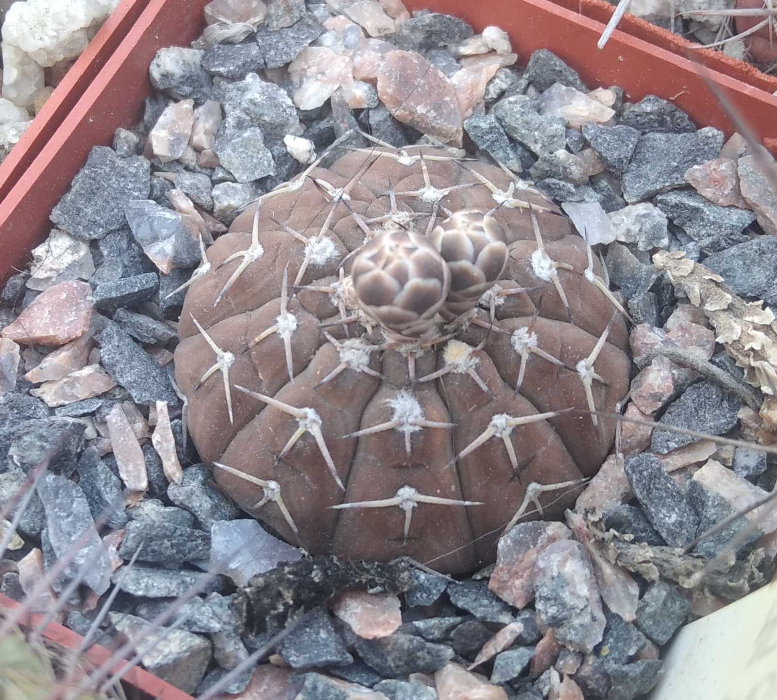 Gymnocalycium platygonum STO474 -cube-7cm-