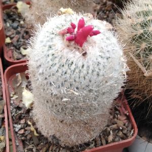 Epithelantha micromeris -15years-cube-6cm-