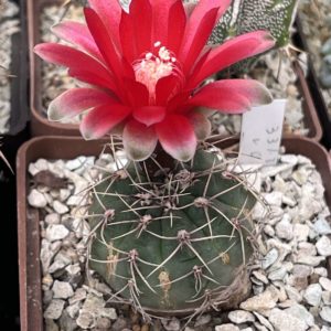 gymnocalycium baldianum