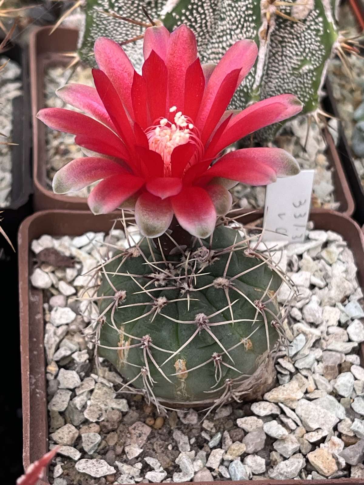 gymnocalycium baldianum