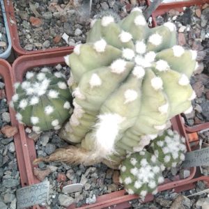 Echinopsis subdenudata -cube-9cm-
