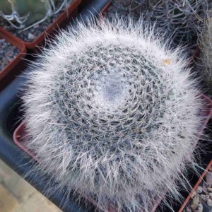 Mammillaria hahniana -cube-9cm-