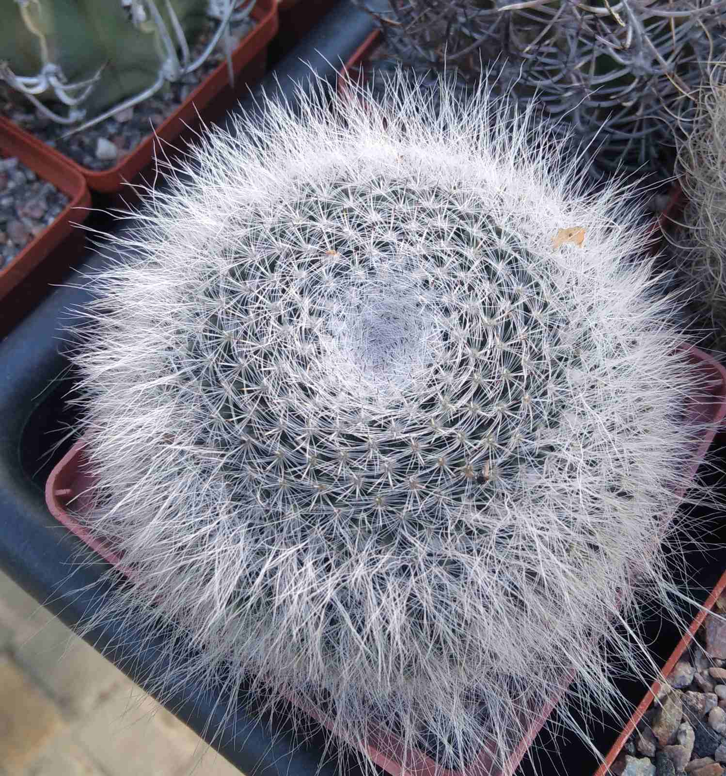 Mammillaria hahniana -cube-9cm-