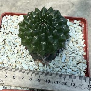 euphorbia gymnocalycioides