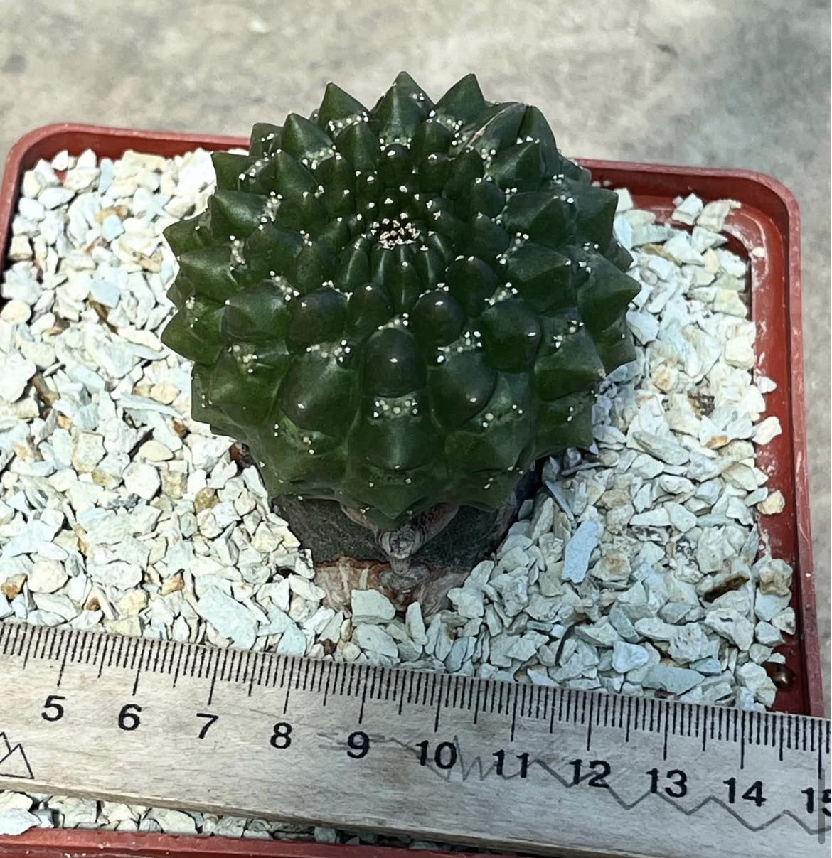 euphorbia gymnocalycioides