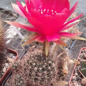 Lobivia acachnacantha v. densiseta R156 -Mesa Garden- пагони-