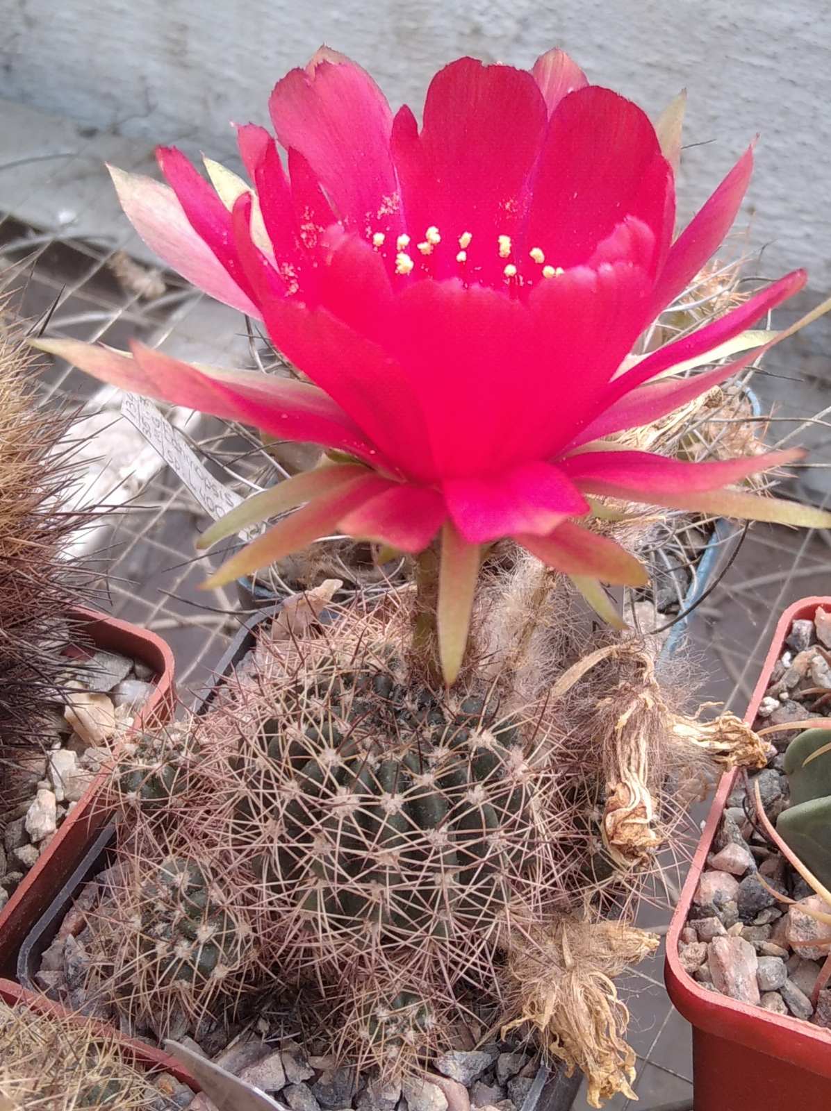 Lobivia acachnacantha v. densiseta R156 -Mesa Garden- пагони-