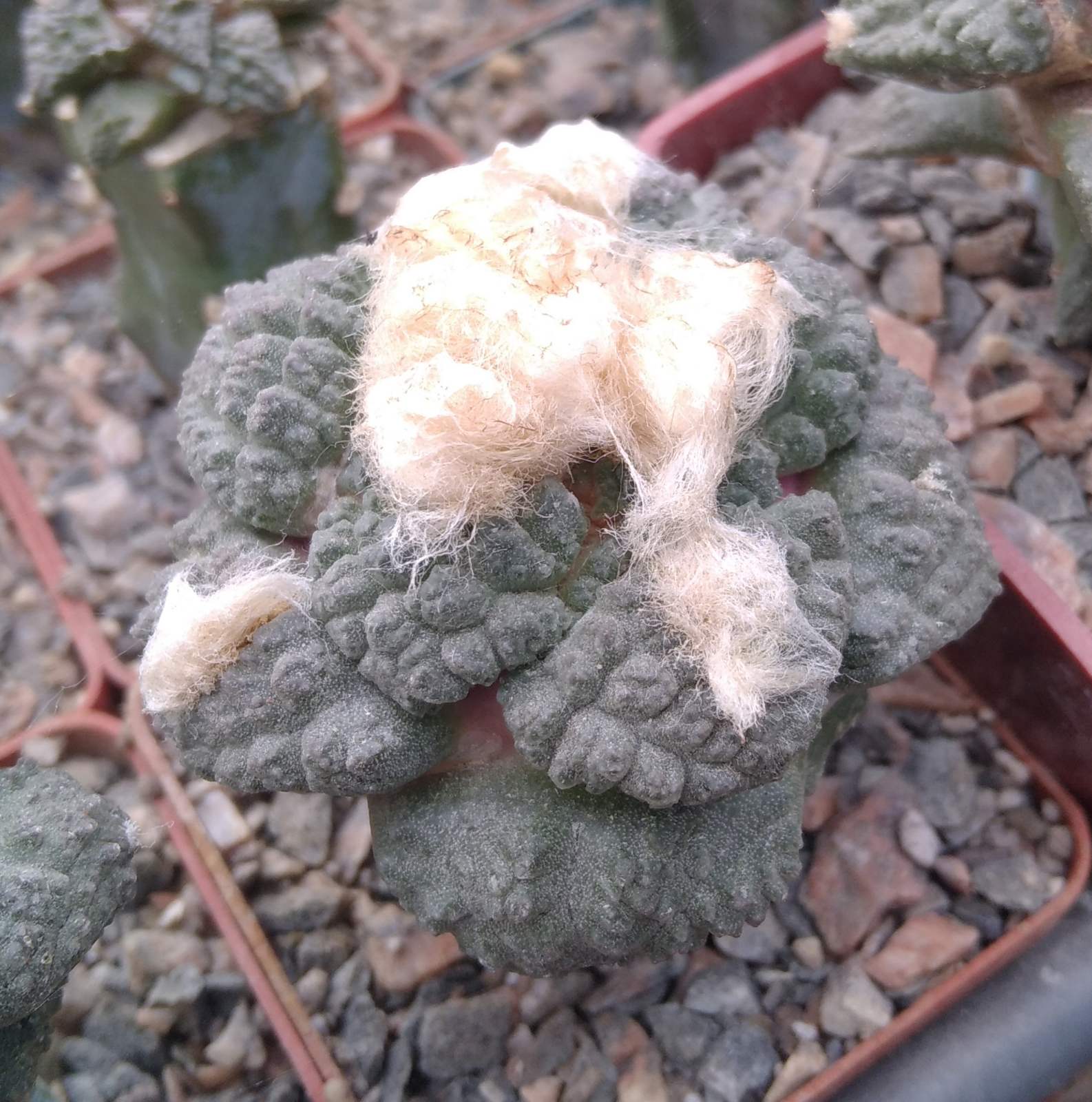 Ariocarpus lloydii x "Godzilla"- щепа на гарний міртілл- сube-6cm-