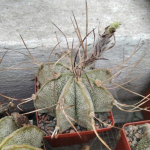 Astrophytum niveum "Weisse Stachel"-Koehres- cube-6cm-